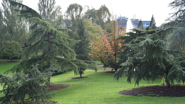 Stag Hill trees