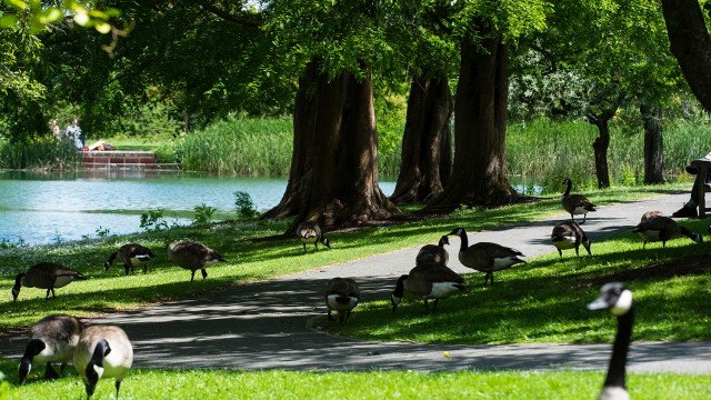Geese by the lake