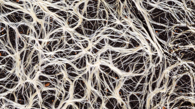 Networks Mycelium metaphor