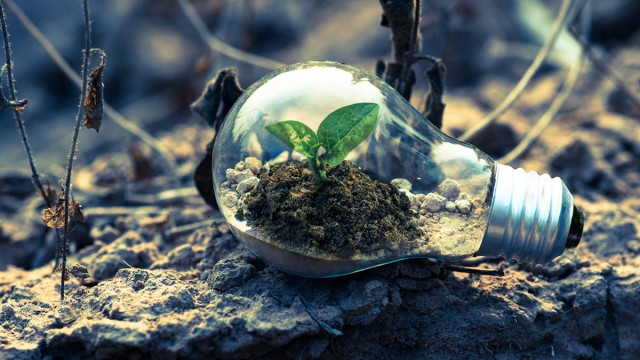Light bulb with growing plant inside