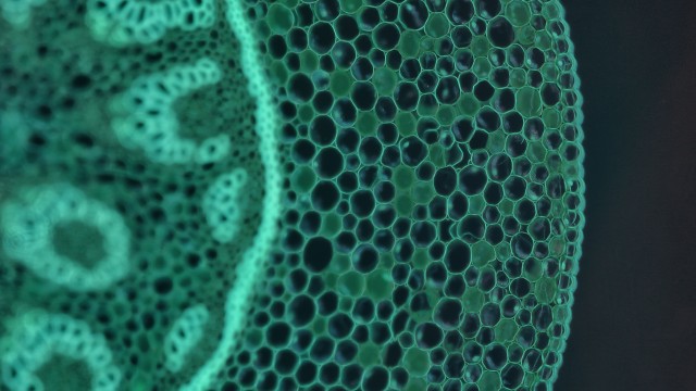 Green abstract image