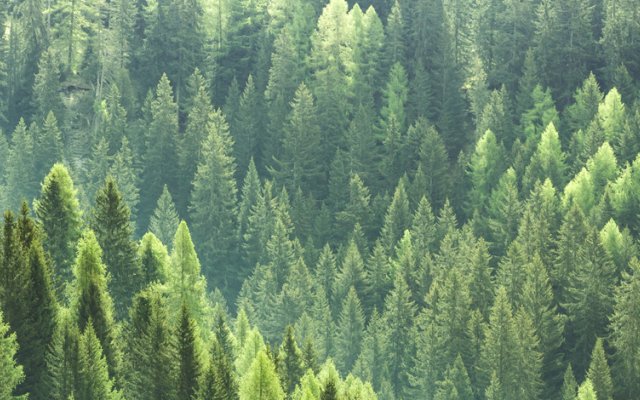 Large forest of trees