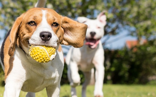 Three dogs are running in a field