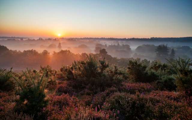 A view over Surrey Hills at dawn