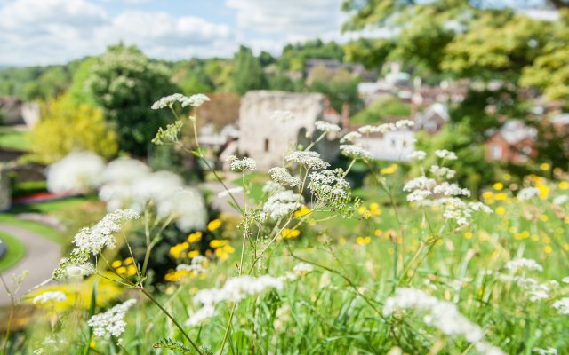 Plants growing by Guildford Castle
