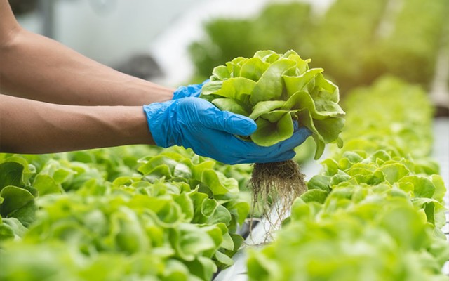 lettuce harvest