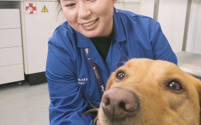 A vet student sits with a fox red labrador.