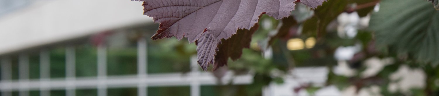 Surface of a leaf