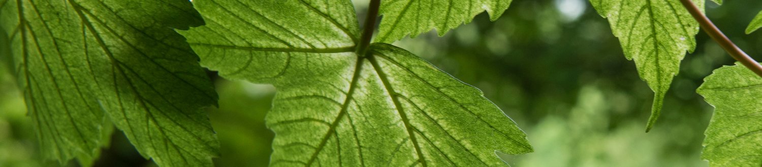 Surface of a leaf