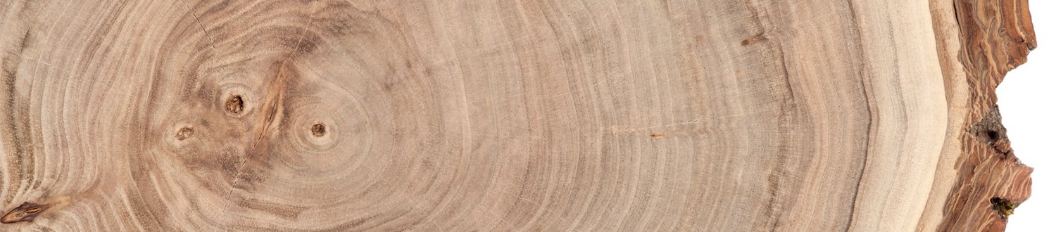 Cross-section of a tree trunk