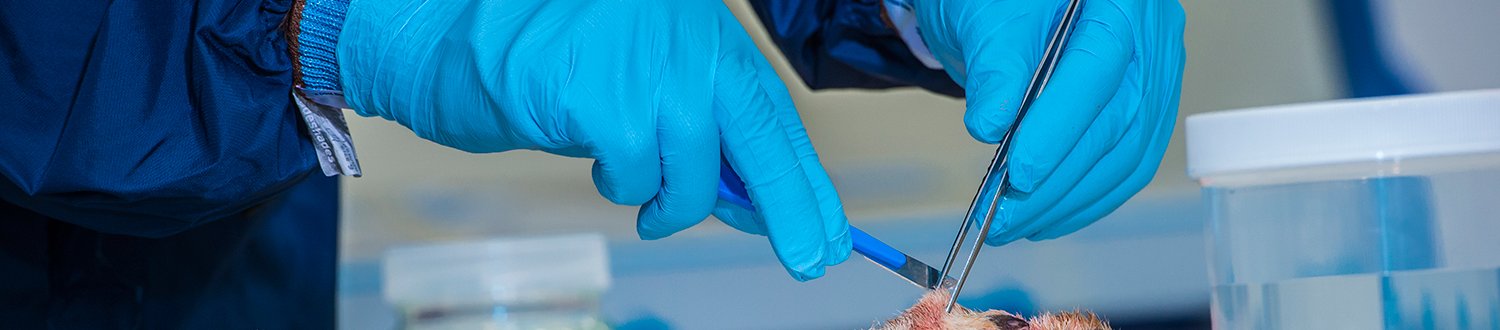 A pair of hands in blue gloves holding a scalpel 