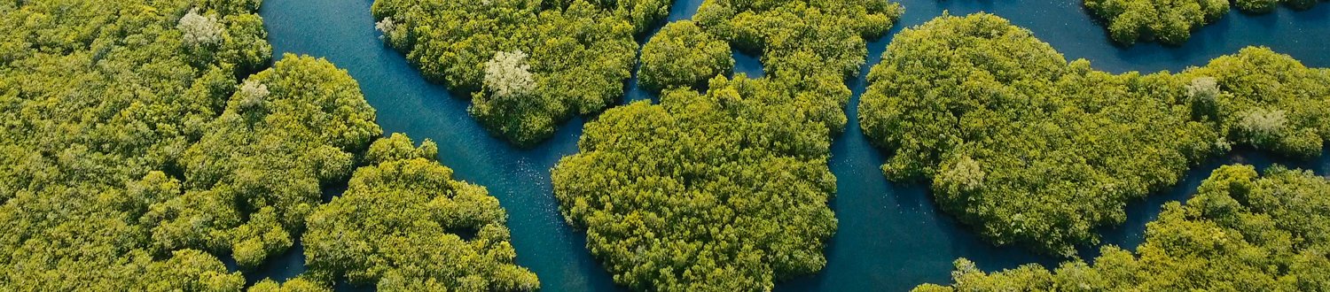 Aerial view of trees surrounded by water