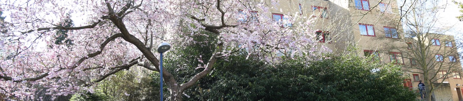 Cathedral Court Spring