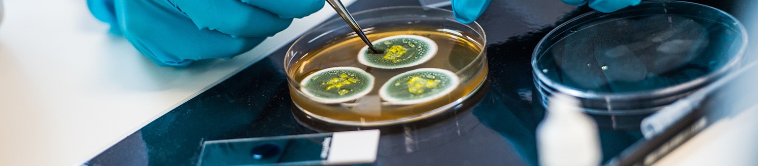 Gloved hands working with a petri-dish