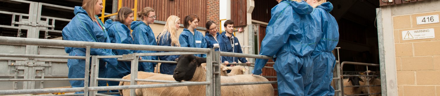 Students looking at a sheep
