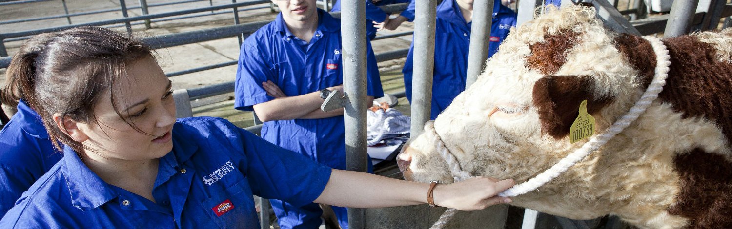 Performing examination on a cow