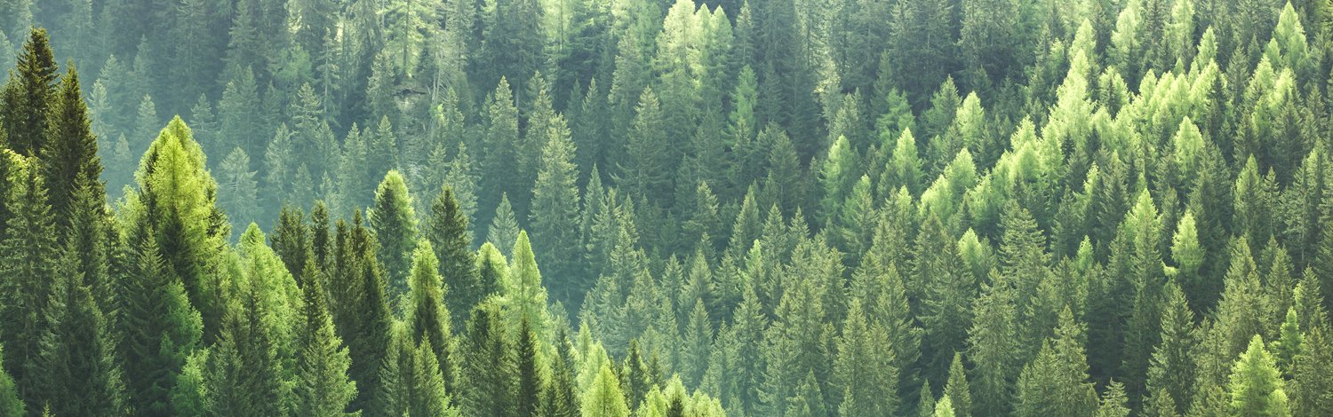 sustainability-trees