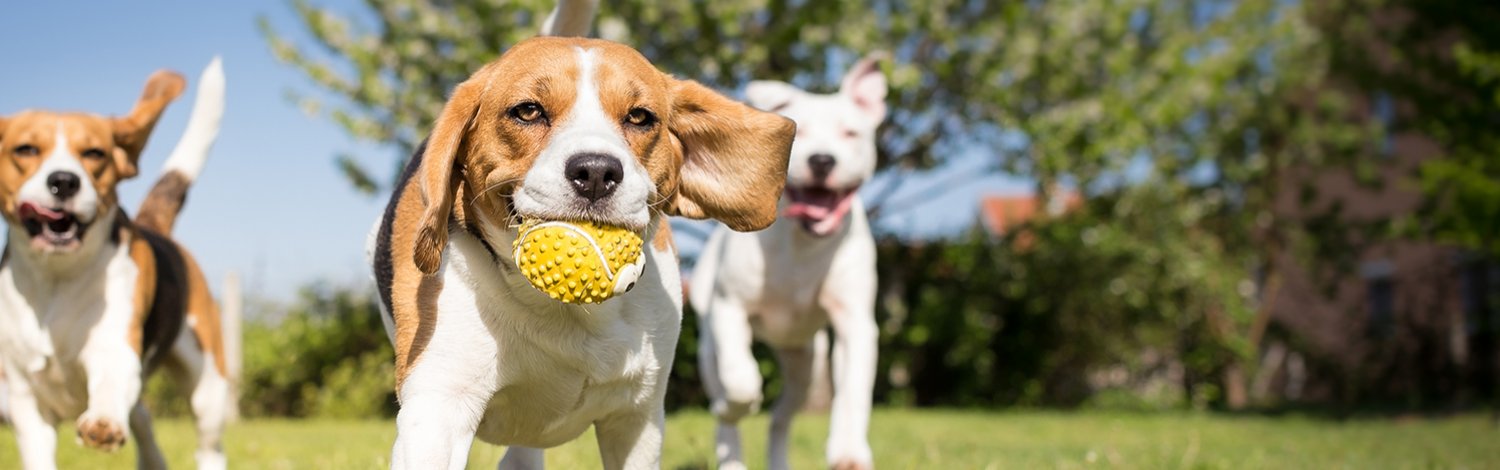 Three dogs are running in a field