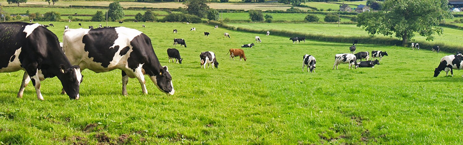 A herd of cows in a field