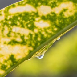Surface of leaf