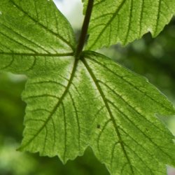 Surface of leaf