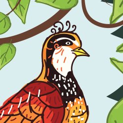 Illustration of a partridge