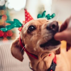 Dog with Christmas antlers on being fed a treat