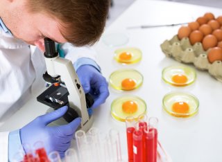 A male student looking at egg under a microscope, next to him are cracked eggs in perti dishes