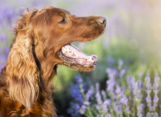 A brown dog sitting open mouthed in a field of lavender