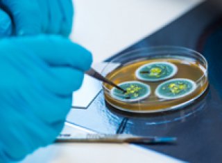 Gloved hands with a petri dish