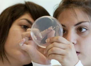 Two female students looking closely at a petri dish