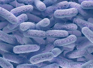 Drug-producing bacteria editorial image