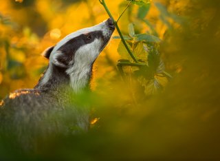 Image of a badger in a woodland environment