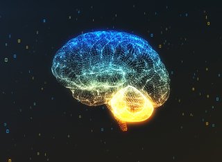 Diagram of a human brain
