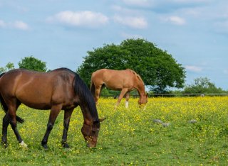 horses