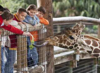 children feeding giraffe at a zoo
