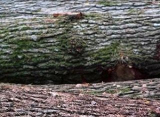 Logs