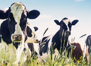 A herd of cows in a field of long grass