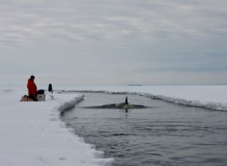 Chris Watson recording orcas in Antarctica