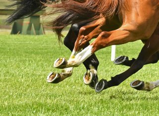 Horses racing