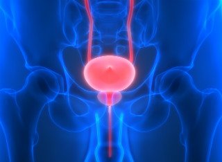 Human Urinary System Bladder Anatomy