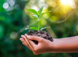 Person holding a small plant with soil