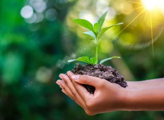 Person holding a small plant with soil