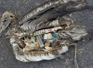 A dead albatross decayed on the beach shows plastic in its stomach