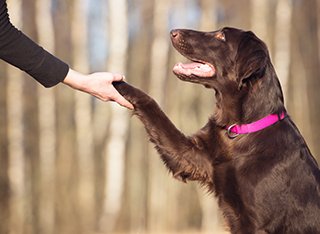A flat coated retriever shaking hands with a person.