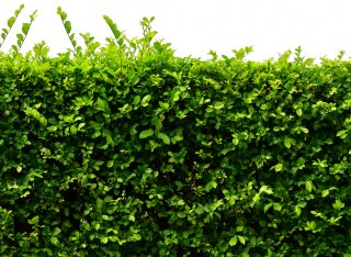A healthy green hedge