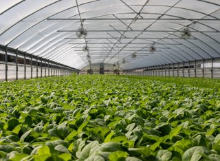 Plants growing in greenhouse