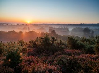 A view over Surrey Hills at dawn