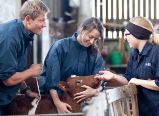 Student standing next to a calf