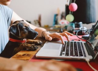Dog looking at a laptop, resting its paws on a table